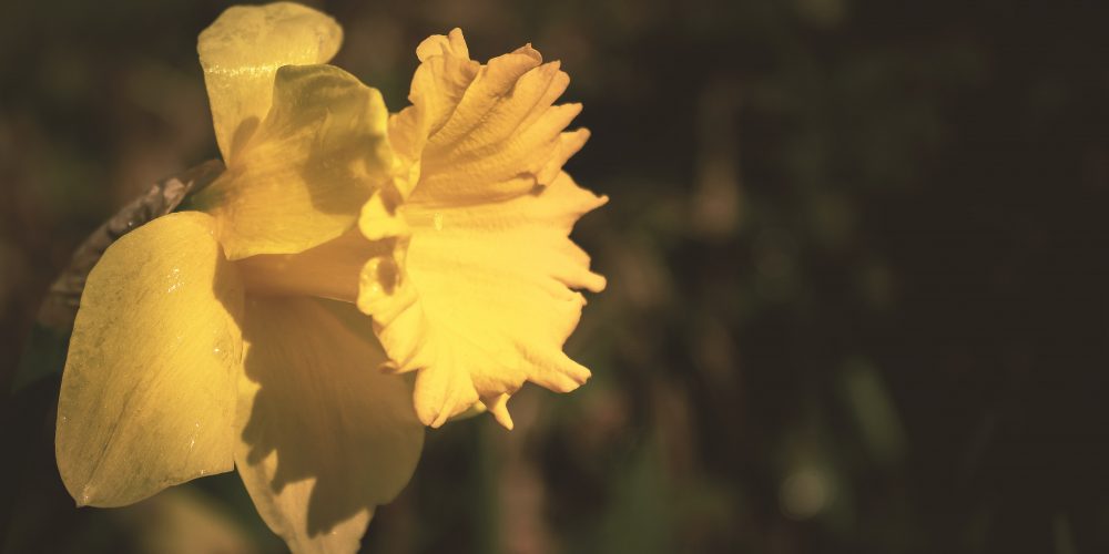 Dzisiaj „Pola Nadziei”! GOK w Sierakowicach zaprasza na koncert charytatywny