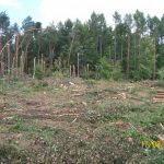 Razem posadźmy „Lasy Odrodzenia”