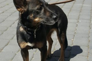 W Borowie znaleziono psa. Poszukiwany właściciel