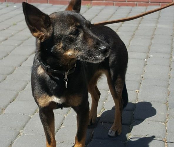 W Borowie znaleziono psa. Poszukiwany właściciel