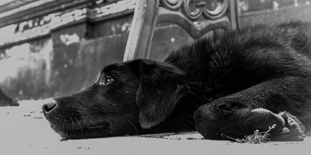 Okrutnie znęcał się nad psem, a ostatecznie go zabił. Miał 2 promile alkoholu we krwi