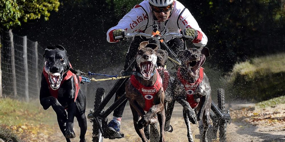 O psich zaprzęgach z mistrzem świata. W piątek spotkanie w Kartuzach