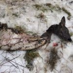 Szokujące znalezisko w Somoninie. Z Raduni wyłowiono szczątki zwierząt