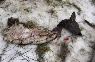 Pierwsze szczątki zwierząt zostały odnalezione w poniedziałek