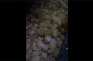 fot. screen z postu Spotted: Kiełpino Kartuskie