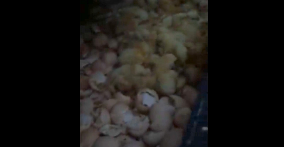 fot. screen z postu Spotted: Kiełpino Kartuskie