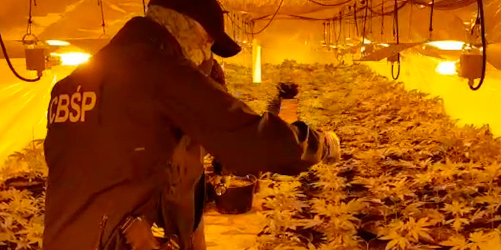 Likwidacja gigantycznej plantacji konopi w Łapinie Kartuskim [WIDEO]