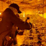 Likwidacja gigantycznej plantacji konopi w Łapinie Kartuskim [WIDEO]