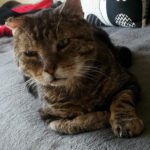 Pomóż Robinowi! Potrzebne pieniądze na leki i karmę