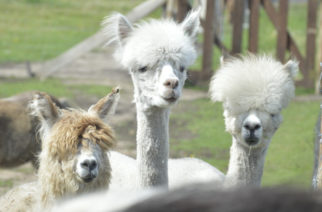 Spotkaj się ze zdrową żywnością i alpakami na Targach Kocham Wieś!