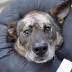 OTOZ Animals prosi o naszą pomoc! Trwa zbiórka na diagnostykę, leczenie i operacje zwierząt