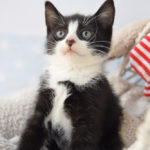 Kotek czeka na Wasze propozycje imion! Weź udział w konkursie SMS i wygraj cenne nagrody!