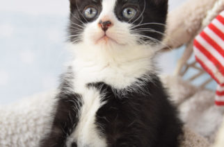 Kotek czeka na Wasze propozycje imion! Weź udział w konkursie SMS i wygraj cenne nagrody!