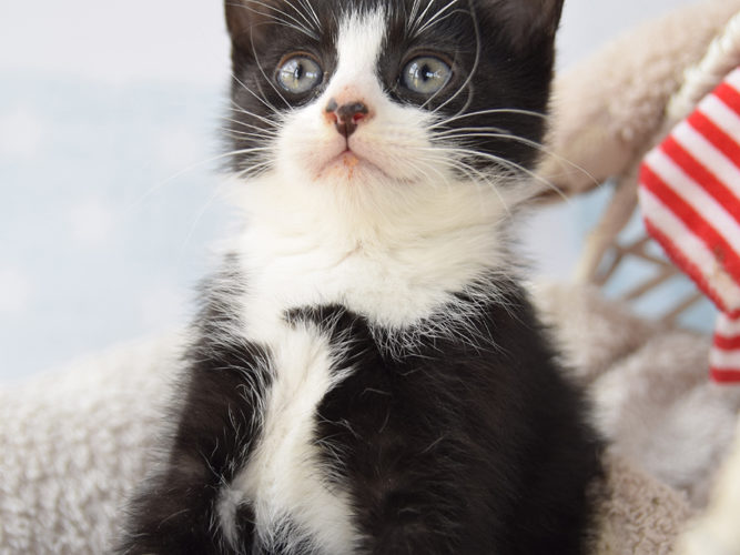 Kotek czeka na Wasze propozycje imion! Weź udział w konkursie SMS i wygraj cenne nagrody!