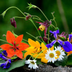 Święto Kwiatów i Krzewów