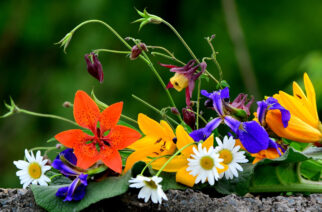 Święto Kwiatów i Krzewów