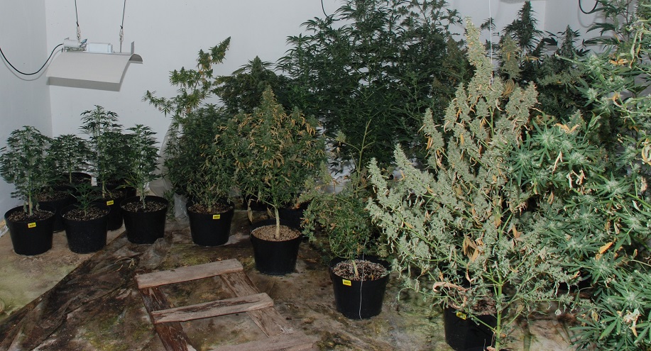 Zarzuty posiadania i uprawy marihuany