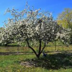 Piękna wieś, piękna zagroda