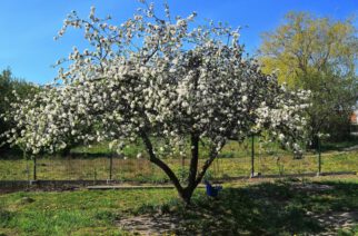 Piękna wieś, piękna zagroda