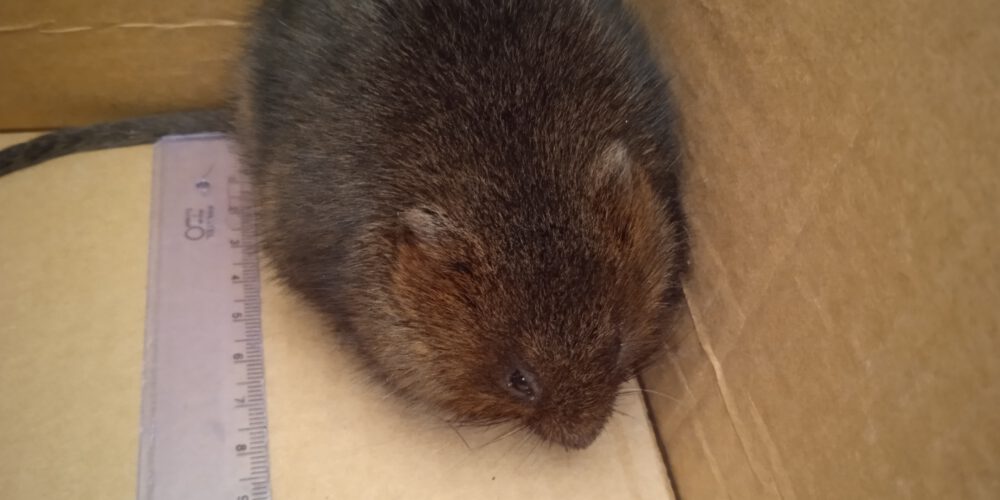 Banino. Niecodzienny gość w „podstawówce”