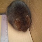 Banino. Niecodzienny gość w „podstawówce”