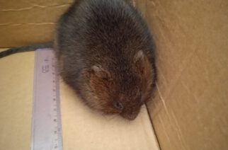 Banino. Niecodzienny gość w „podstawówce”