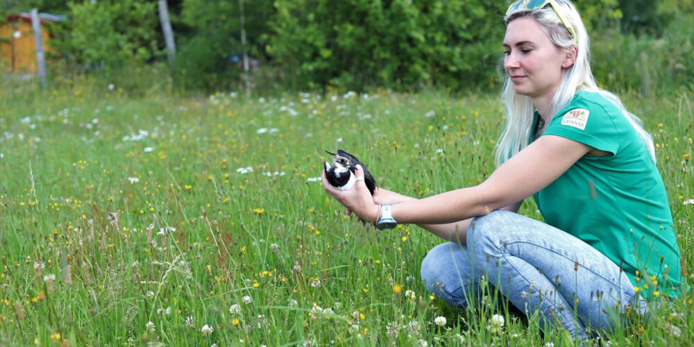 Pomieczyno. Aleksandra Mach: „Dzikie zwierzęta tak samo czują ból, strach i cierpienie, jak ludzie…”