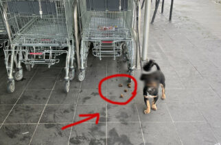 Kartuzy. Czytelnik o przywiązanym przy dyskoncie psie… i jego odchodach