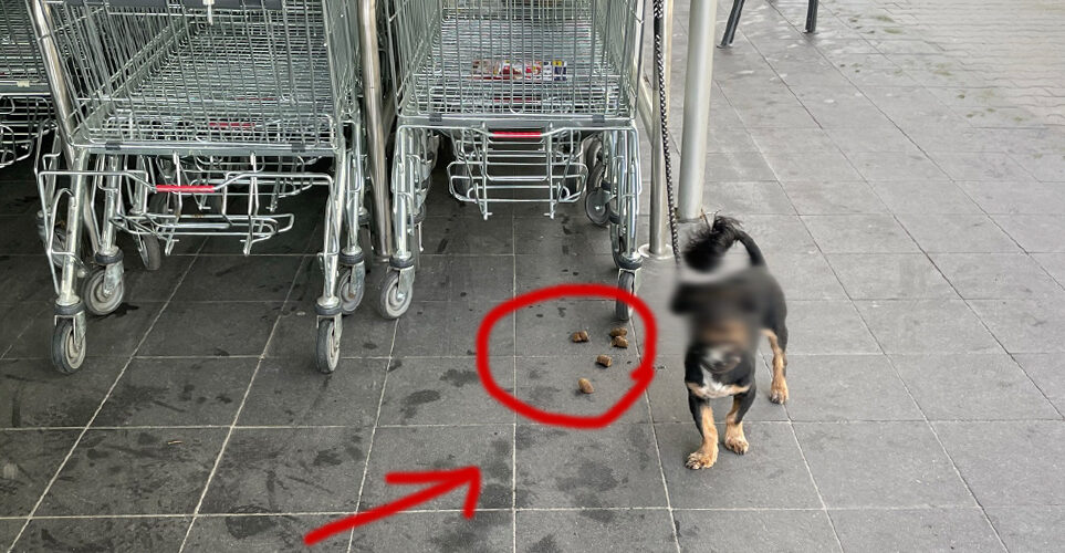 Kartuzy. Czytelnik o przywiązanym przy dyskoncie psie… i jego odchodach