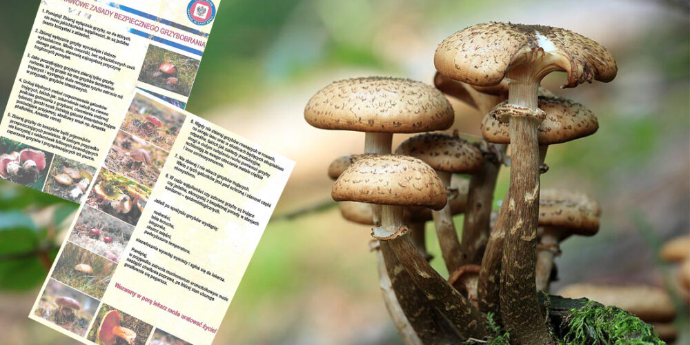 Pow. kartuski. Sanepid radzi, jak zbierać grzyby
