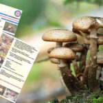 Pow. kartuski. Sanepid radzi, jak zbierać grzyby