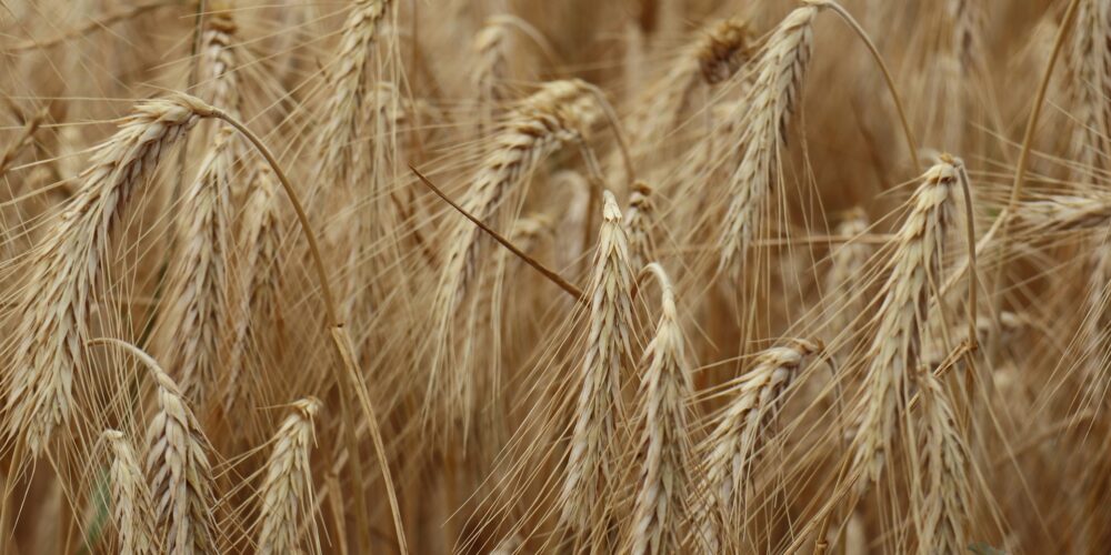 Region. Sejmik woj. pomorskiego apeluje do rządu ws. ukraińskiego zboża