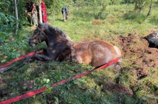 Sławki. Konie tonęły w bagnie! Pomogli strażacy