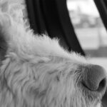 Policja apeluje: Nigdy nie zostawiajmy dziecka i zwierząt w samochodzie!