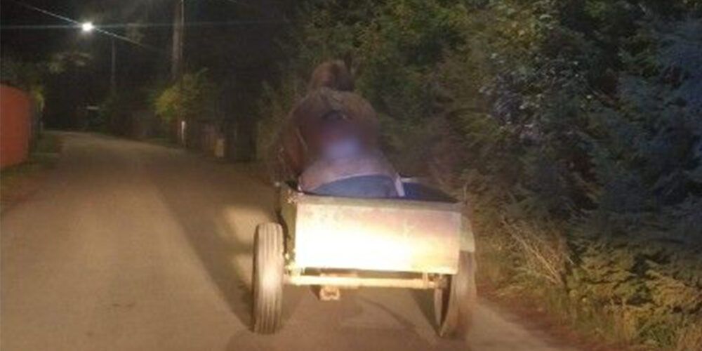 Zabalował tak, że koń wiózł go nieprzytomnego. Miał, 3,5 promila alkoholu