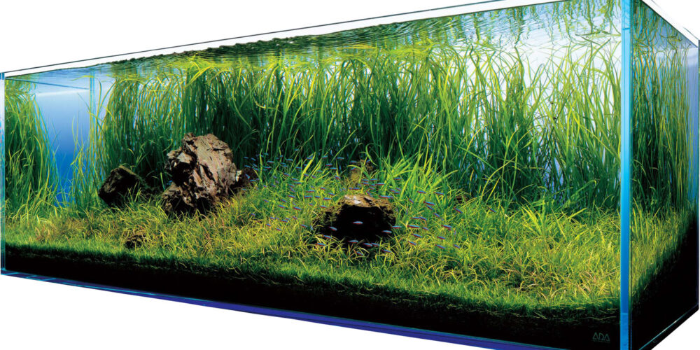 Akwarium – podwodny świat w zasięgu ręki