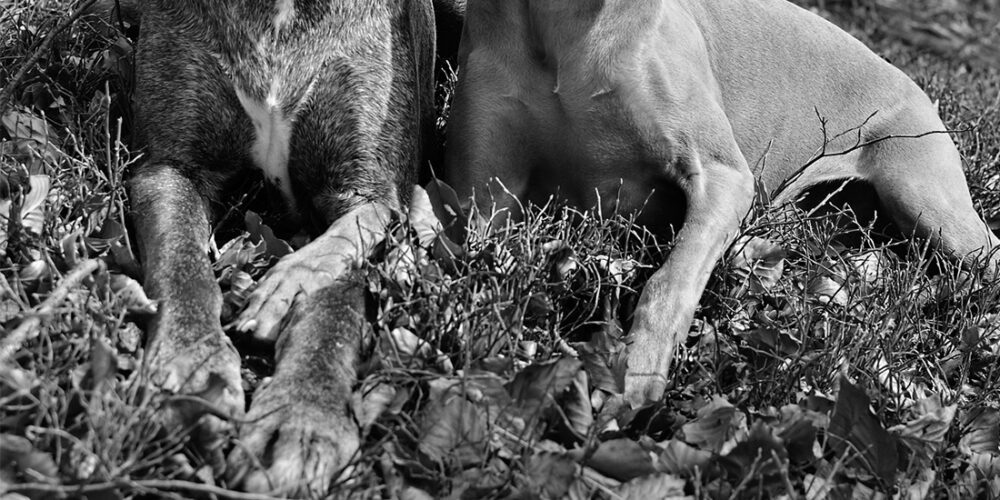 Wypadek z udziałem psów. Jeden zginął na miejscu