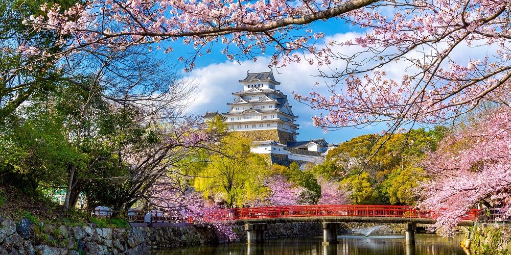 Cherry blossoms and castle in Himeji, Japan.