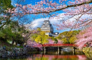 Cherry blossoms and castle in Himeji, Japan.