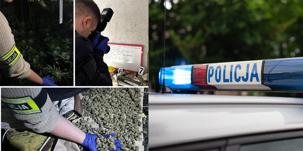 Uprawiali konopie indyjskie we własnym domu. 3-osobową rodzinę zatrzymano
