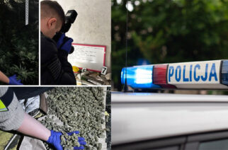 Uprawiali konopie indyjskie we własnym domu. 3-osobową rodzinę zatrzymano