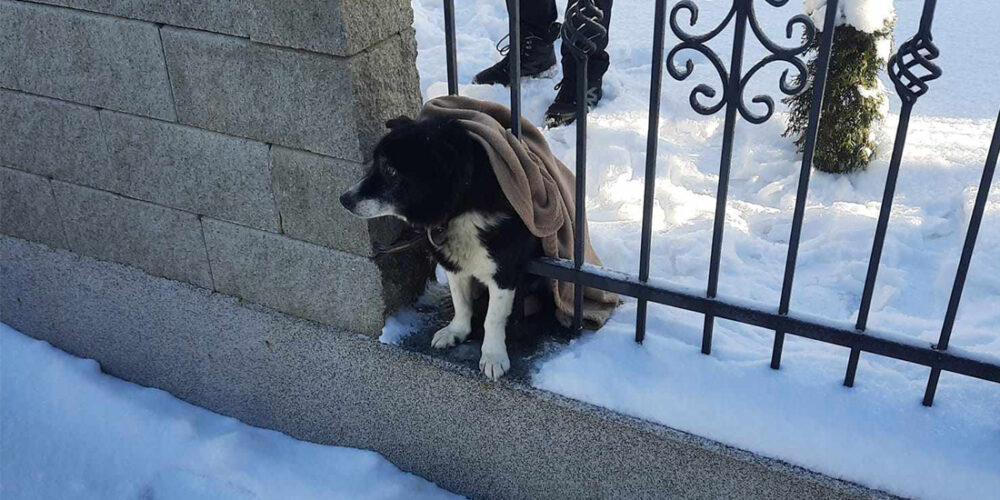 Strażnicy miejscy pomogli zakleszczonemu psu