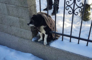 Strażnicy miejscy pomogli zakleszczonemu psu