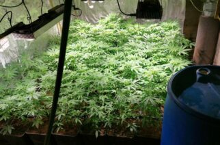 Zlikwidowano potężną „fabrykę” narkotyków. Działała m. in. w pow. kartuskim