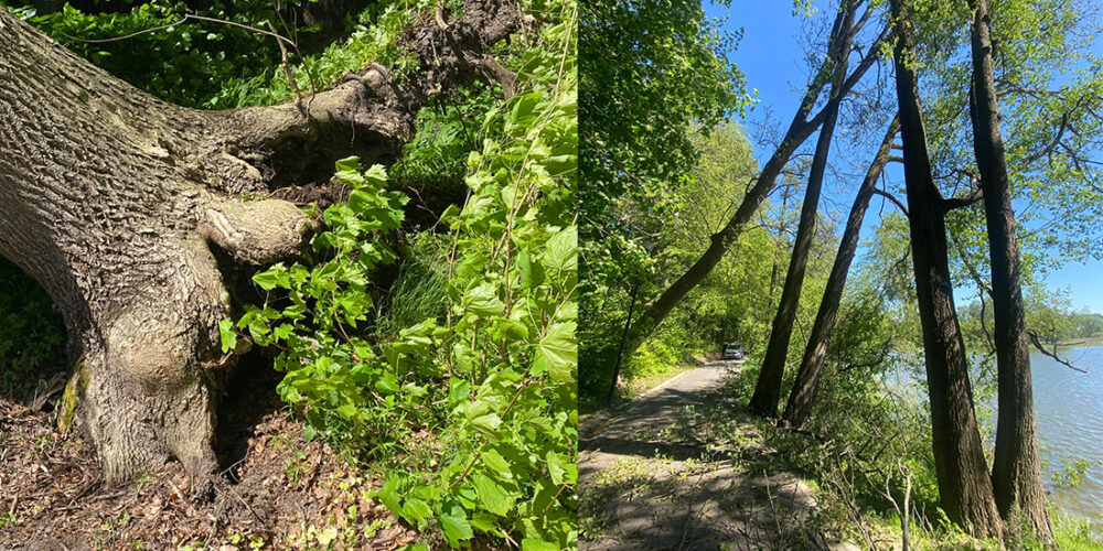 Uwaga! Obowiązuje zakaz wejścia do kartuskiego Gaju Świętopełka – AKTUALIZACJA