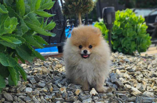 Jechała do Żukowa z Malborka, by kupić psa. Za ofertą stał jednak oszust